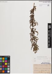 Foto von Salix eleagnos Scop. x Salix purpurea L.